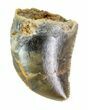 Serrated, Baby Carcharodontosaurus Tooth #89104-1